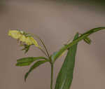 Lanceleaf loosestrife